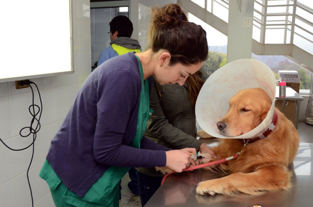 Los linfomas, los tumores mamarios, y los mastocitomas las formas de presentación más comunes de cáncer en la población canina.