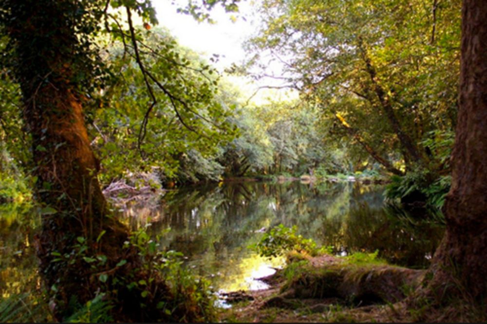 El estudio revela una pérdida bruta de 237.126 hectáreas de bosque nativo entre 1999 y 2013.