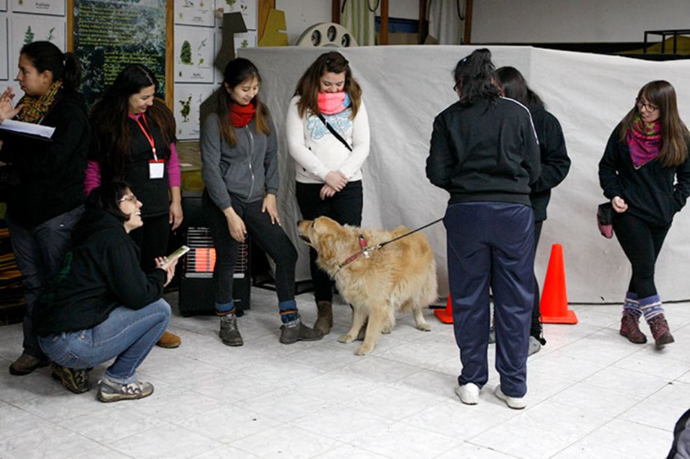 "Intervenciones con caballos, perros y ovejas en la salud mental y física de niños que asisten a la Escuela Los Lirios de Coanil" corresponde a uno de los cinco trabajos financiados por el FVL 2016.