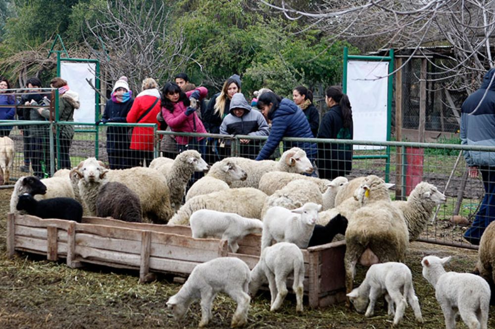 El proyecto es ejecutado por profesionales de la Facultad de Ciencias Veterinarias y Pecuarias y de la Escuela de Kinesiología de la U. de Chile.