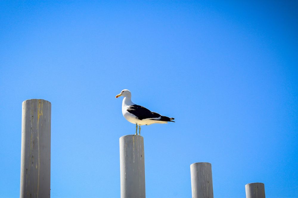 "Cuando uno sale a la naturaleza y quiere conocer aves, con un libro es bastante difícil", dice la académica Valeria Rojas, quien señala que BuscAves será una buena ayuda en los avistamientos.