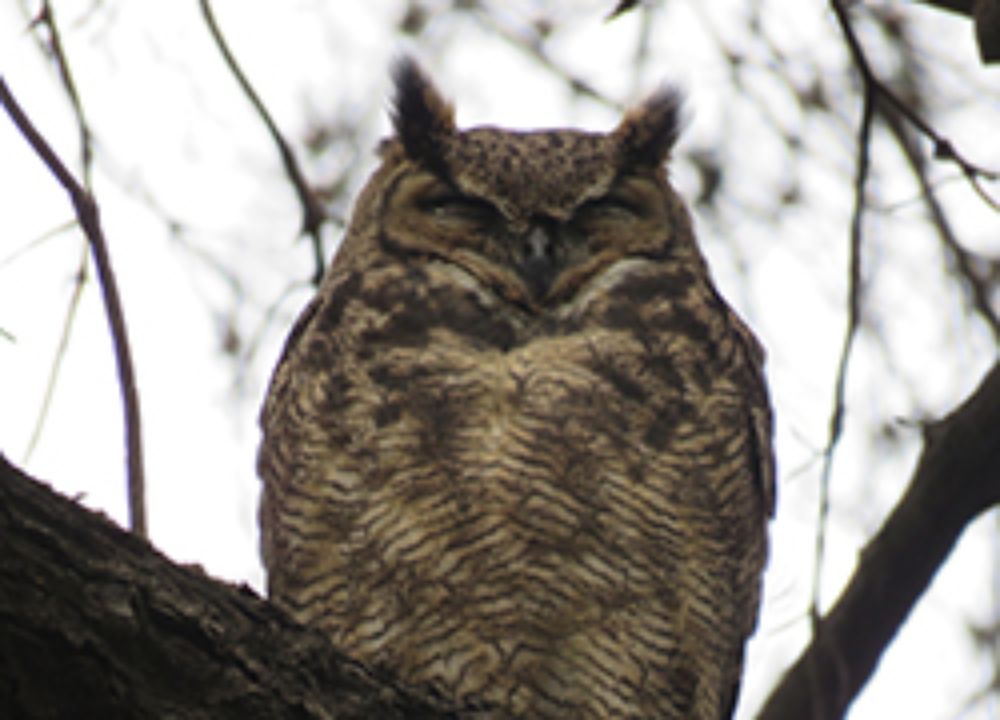 BuscAves podrá bajarse de forma gratuita y funcionará sin necesidad de estar conectado a una red wifi.