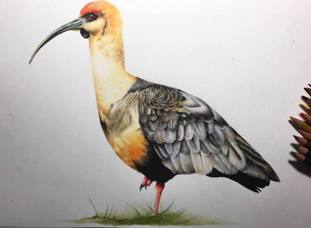 Los dibujos de aves son parte importante de la aplicación y la página web que están desarrollando en FAVET.