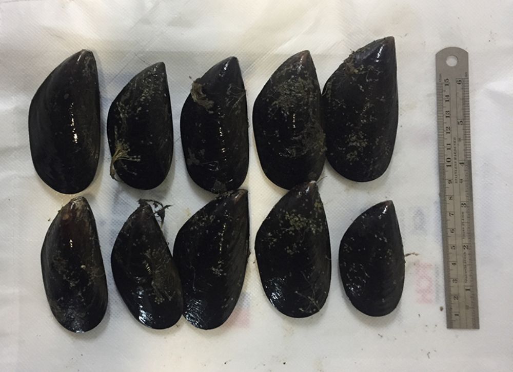 Actualmente Chile se posiciona como el primer exportador mundial de choritos. 