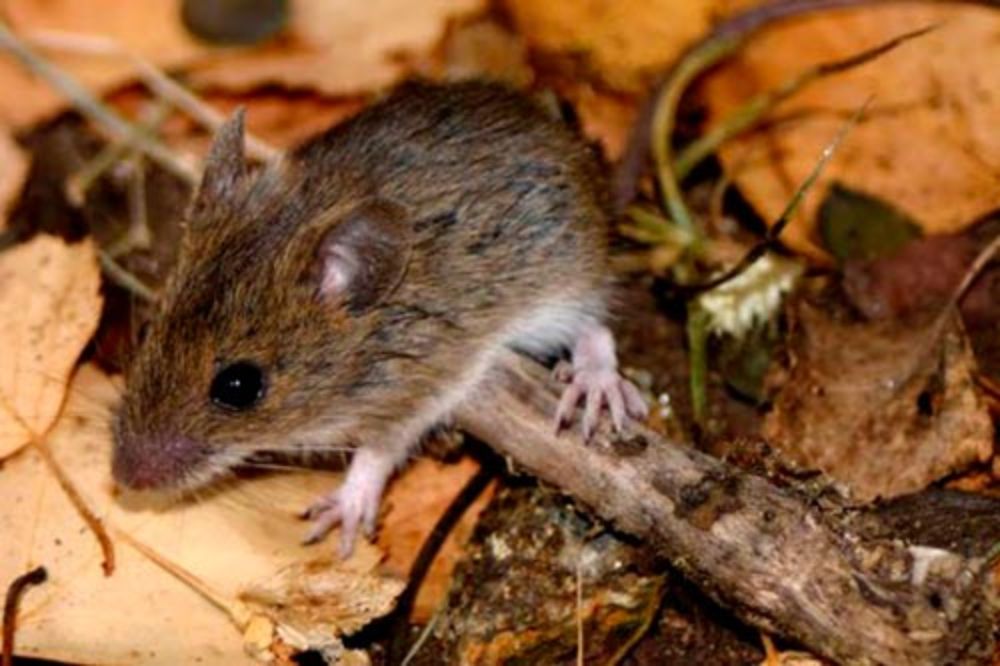 En nuestro país el virus Hanta está vinculado principalmente al ratón colilargo, presente en la zona centro sur del territorio.