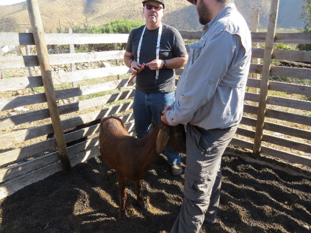 Miembros del equipo de investigadores del proyecto seleccionando caprinos. 