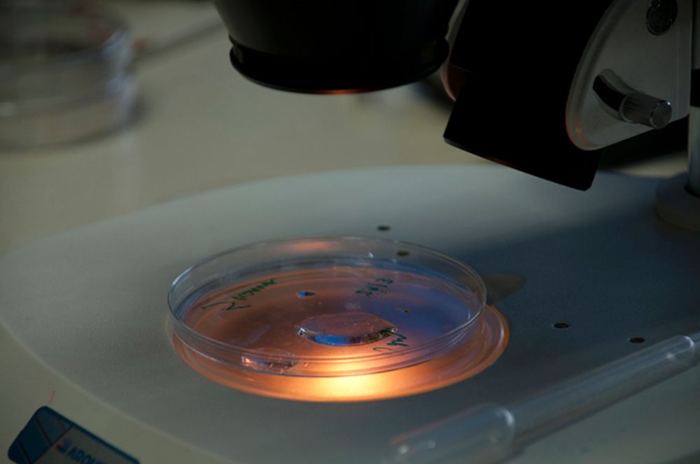 El académico de la Facultad de Ciencias, Víctor Castro, obtuvo recursos para una investigación que estudiará la evolución de proteínas que aceleran reacciones químicas, utilizando la técnica de ASR.