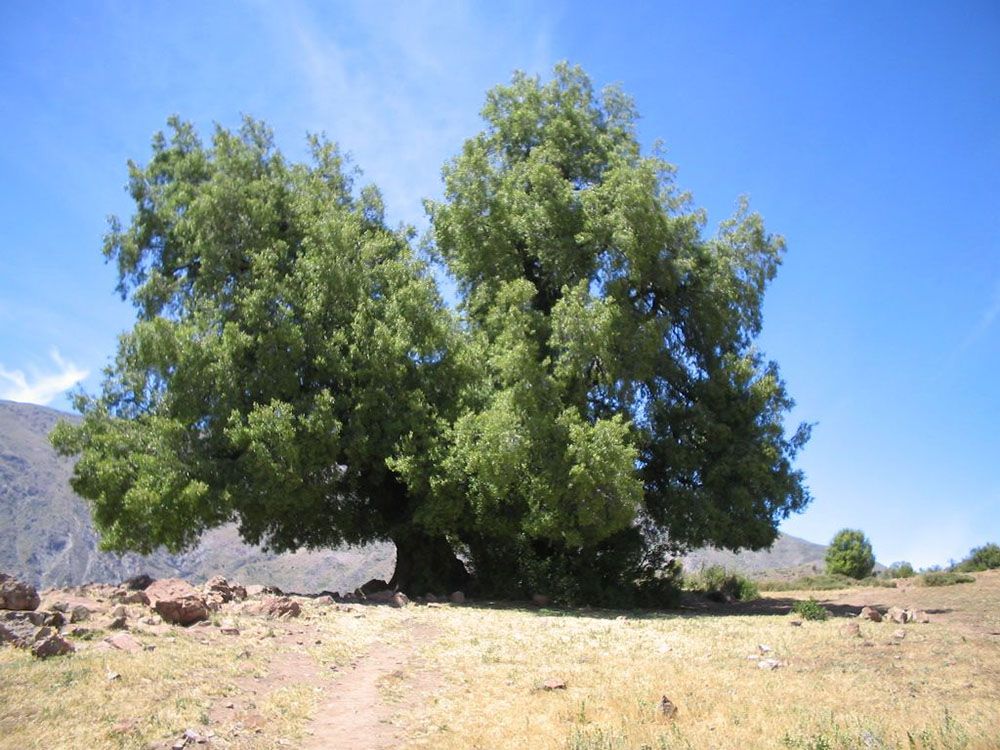 Sólo un 14 por ciento de los árboles de la capital son de origen local, siendo el quillay el más preponderante. 