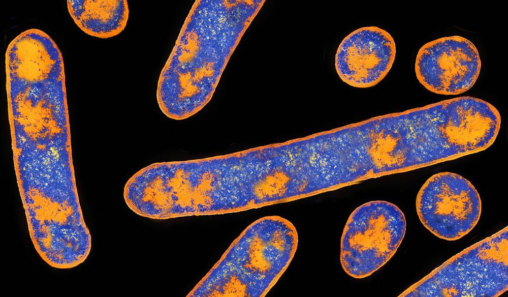 Esta toxina lleva tiempo siendo utilizada para inactivar regiones cerebrales, ya que es el más potente anestésico que existe en la naturaleza.
