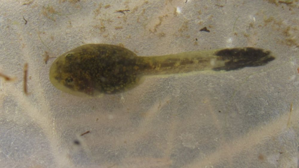 "Es muy probable que hayan más huevos y renacuajos en este espacio", agrega Gabriel Lobos, investigador de la Facultad de Ciencias Veterinarias y Pecuarias de la Universidad de Chile.