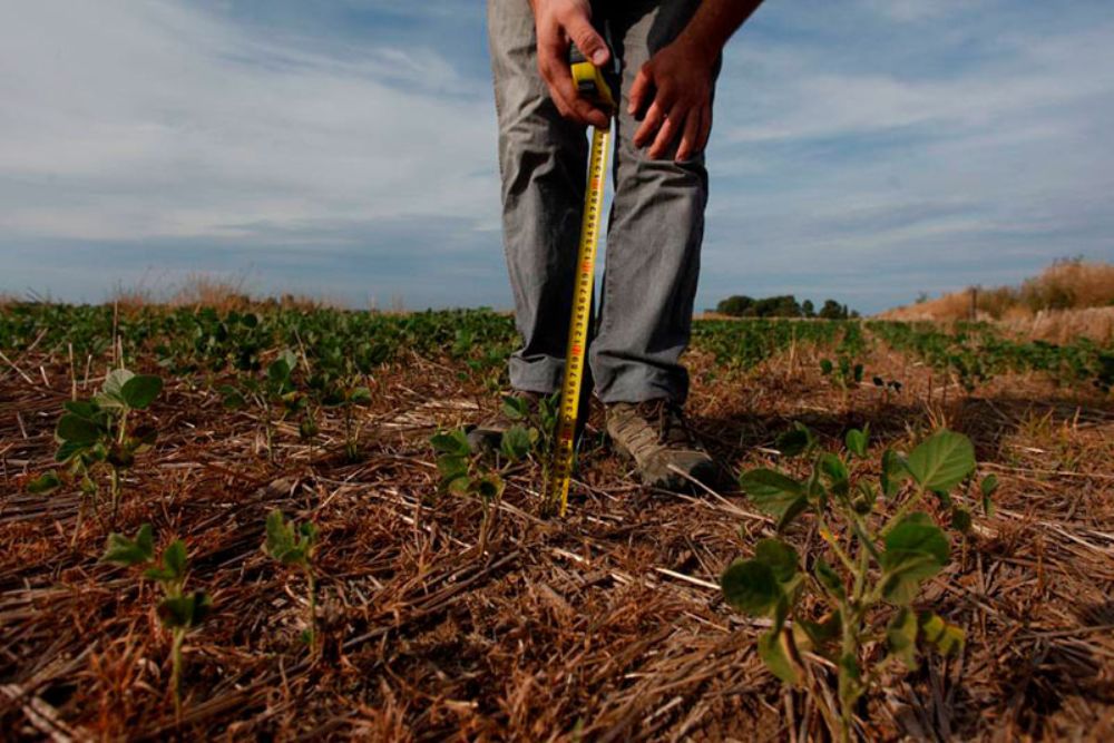 La técnica de ingeniería genética CRISPR/Cas9 será la herramienta utilizada para la creación de nuevas variedades frutales resistentes a la sequía y a la salinidad.
