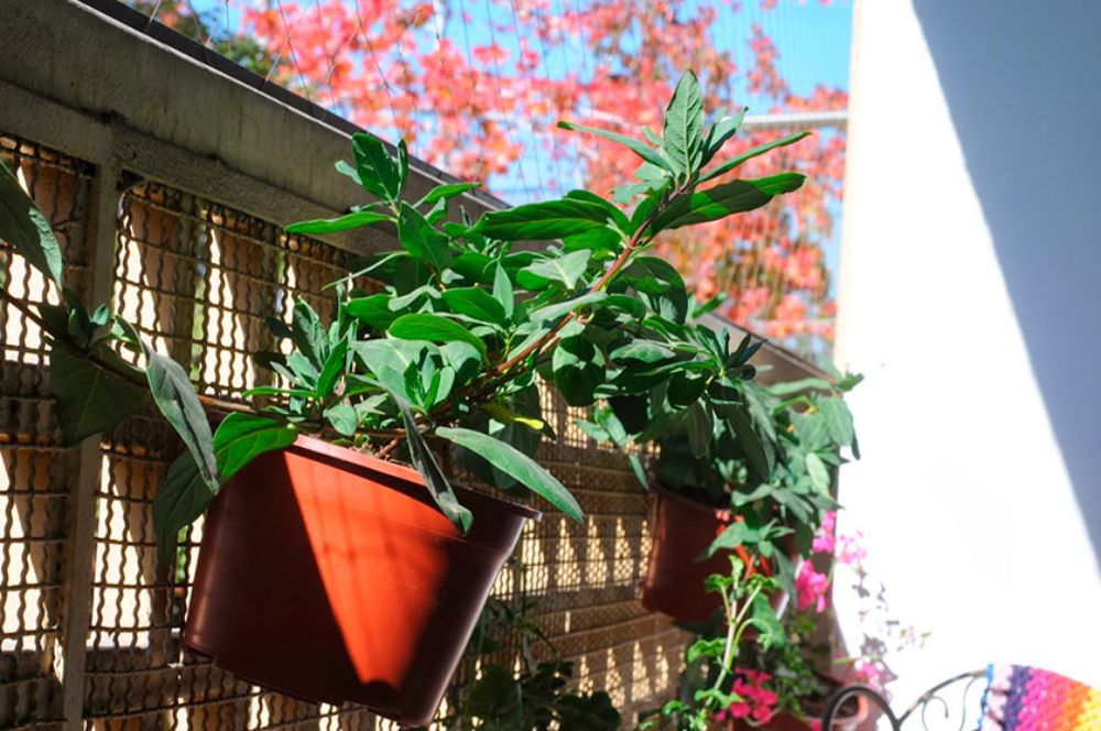 Muchos se han planteado la posibilidad de cultivar algunas verduras en su hogar en el contexto de cuarentenas por la pandemia.