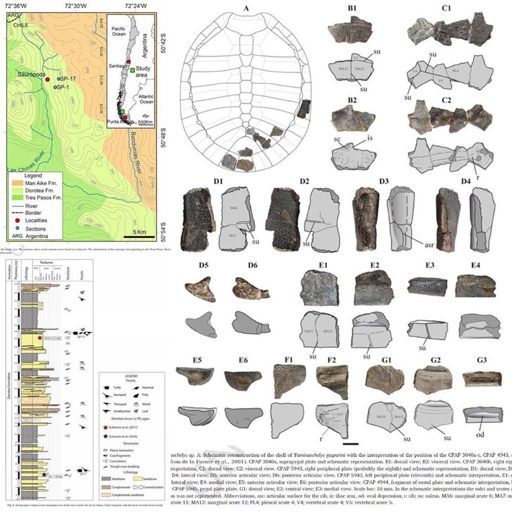 La investigación permitió identificar a esta tortuga a partir a partir del análisis de múltiples piezas del caparazón y huesos de extremidades.