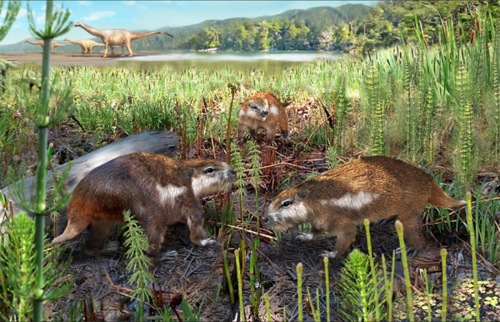 El Magallanodon baikashkenke, el primer mamífero del Cretácico descubierto en Chile, vivió hace unos 74 millones de años en la Región de Magallanes junto a grandes dinosaurios.
