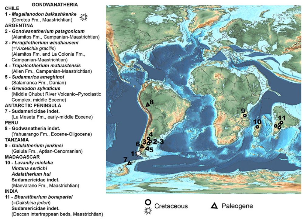 Esta nueva especie "representa el registro más austral de un gondwanaterio del Cretácico en el mundo", afirma el investigador de la U. de Chile, Alexander Vargas.