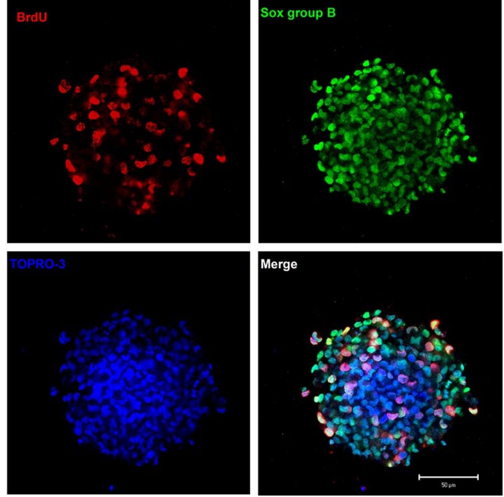 Su uso en la medicina permite realizar una serie de tratamientos en áreas como la ingeniería tisular.