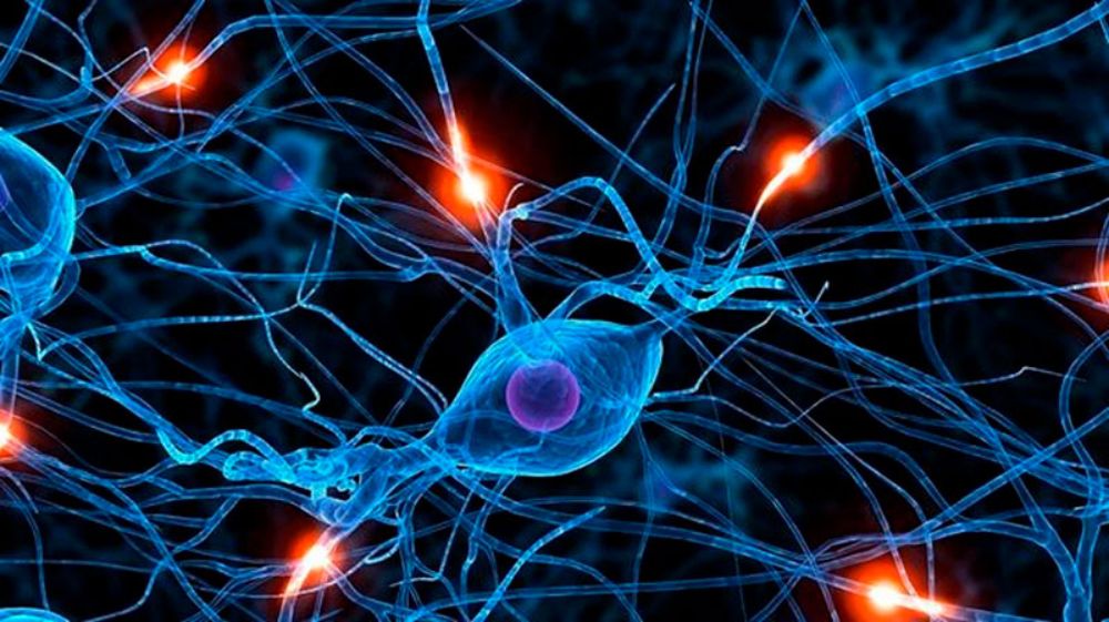 La elección representa un reconocimiento internacional de sus pares a su trabajo de excelencia en neurobiología celular y molecular y a su liderazgo asociado a temas sobre envejecimiento.