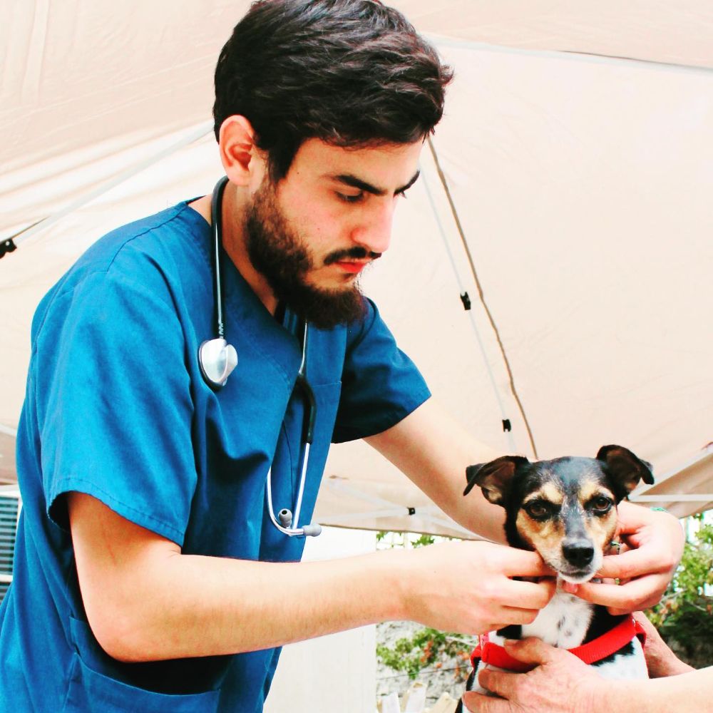 La campaña consiste en reunir dinero de todas y todos quienes puedan aportar a través de una cuenta de la Facultad para comprar alimento para perros y gatos.