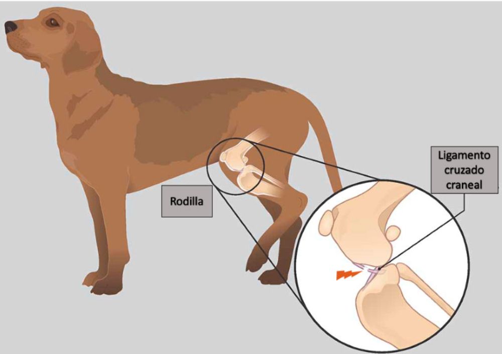 La falta de actividad física en los perros puede acarrear serios problemas de salud.