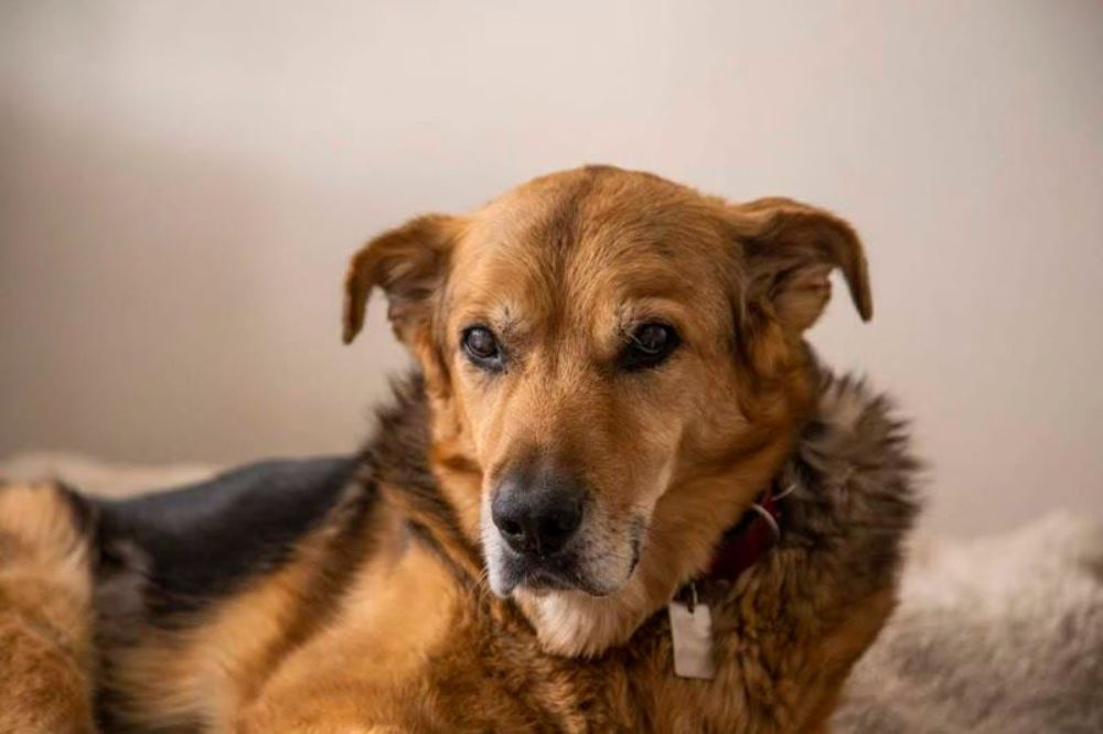 La alimentación también es un factor vital para el bienestar animal.