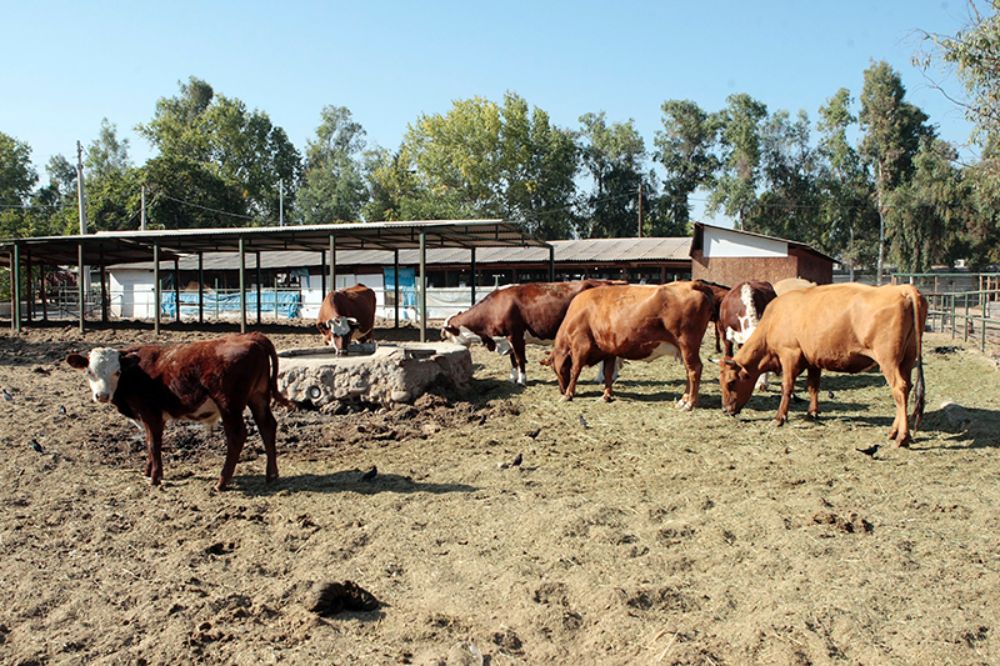 La disminución de las precipitaciones afecta directamente a las fuentes de agua de animales de pastoreo.