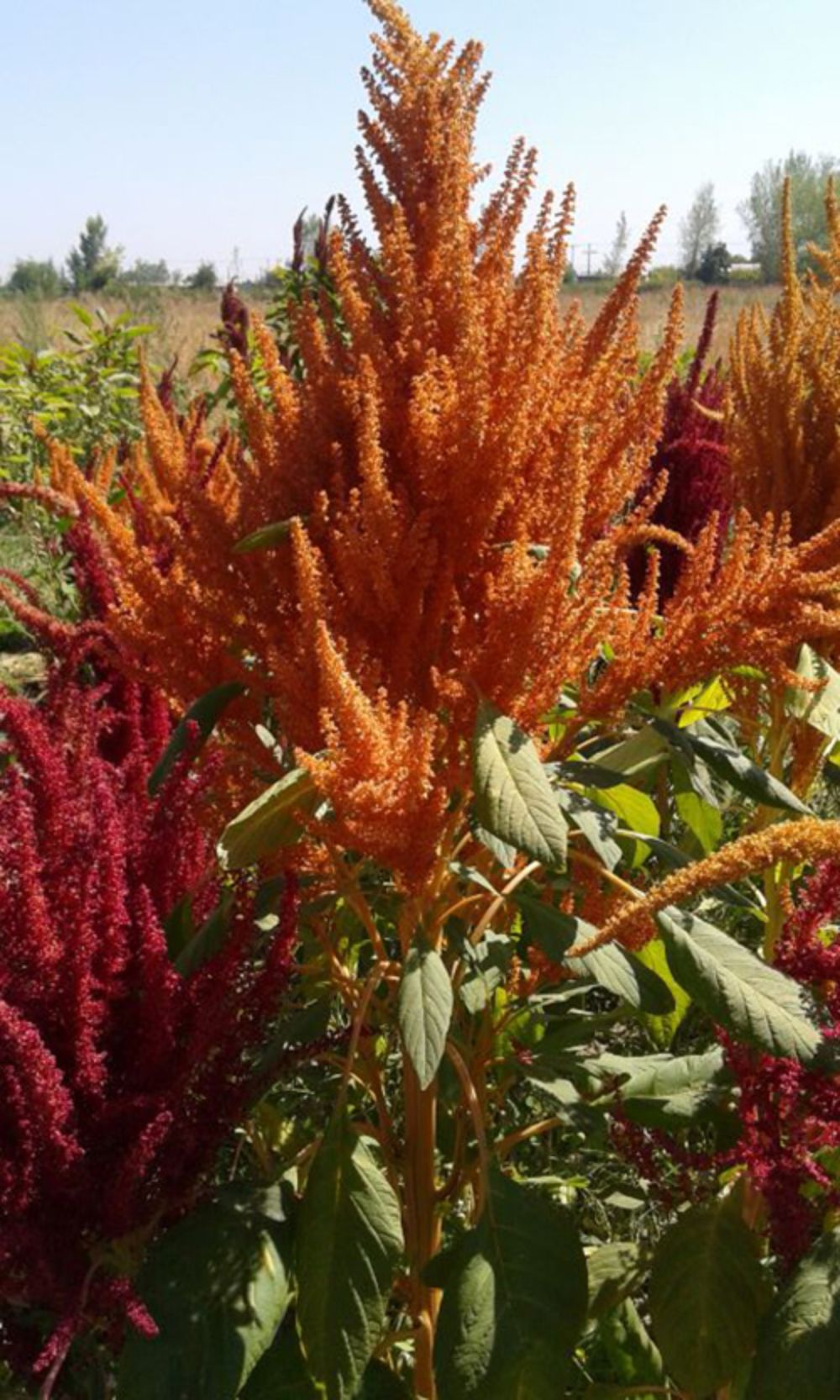 Una de las soluciones a considerar son nuevos productos alimentarios más resistentes al estrés hídrico, como el Amaranto.