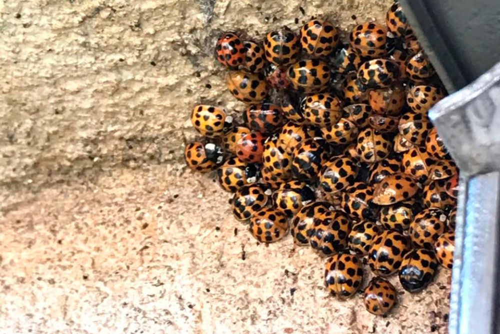 Para hibernar forma colonias al interior de las casas.