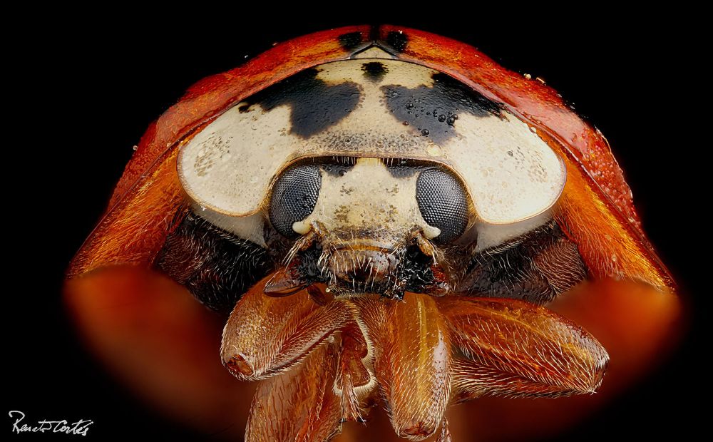 Actualmente se trabaja en varias medidas que permitan contener su expansión en el país.