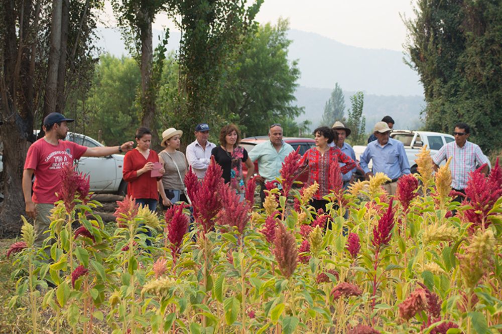 Un equipo de la U. de Chile está probando cuatro especies de este alimento mexicano en diferentes zonas de las regiones de Valparaíso, Maule y Metropolitana. 