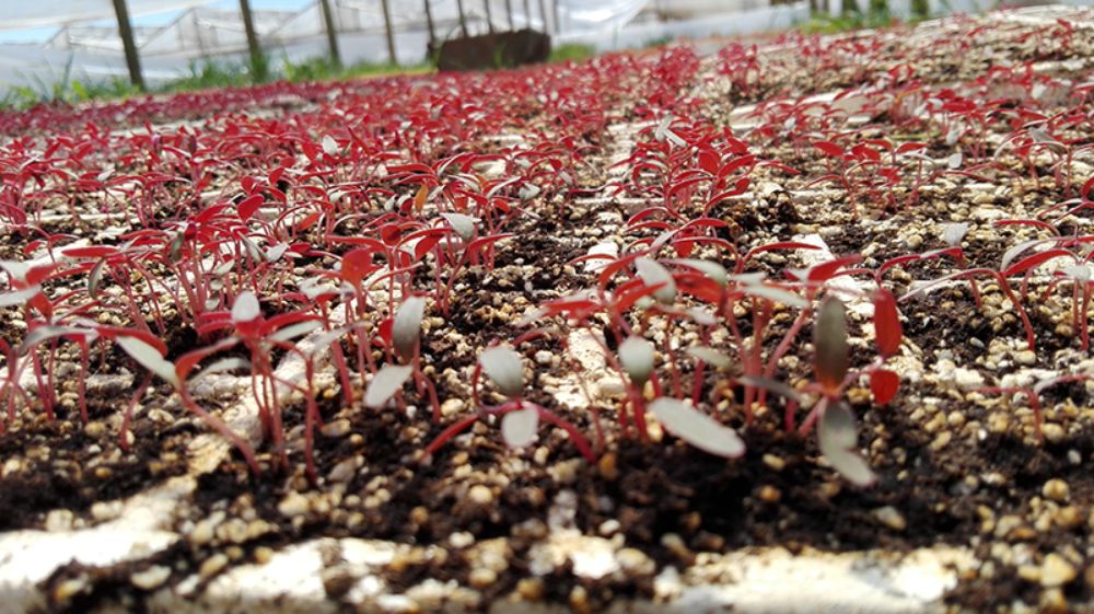 El equipo busca evaluar su respuesta, resistencia, su mejor fecha de siembra y rendimiento. 