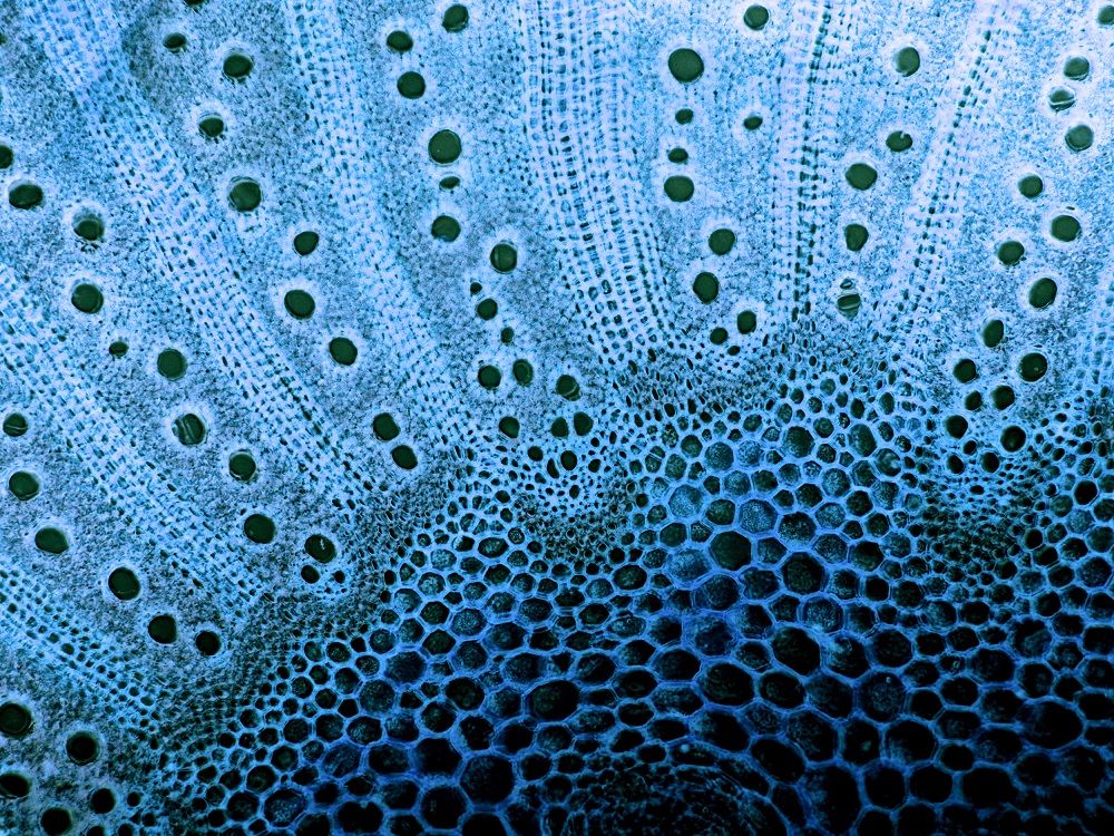 El proyecto del profesor Babul y el investigador Medina, adquirirá equipamiento tecnológico de punta para detectar procesos biológicos con gran resolución temporal y espacial.