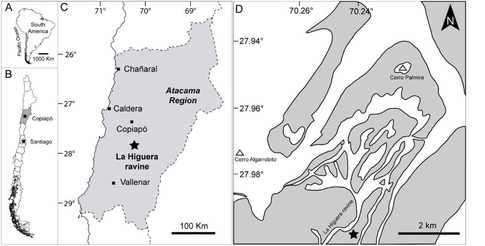 Esta especie habitó en lo que hoy es la Región de Atacama durante la parte final del periodo Cretácico, hace unos 80 a 66 millones de años atrás.
