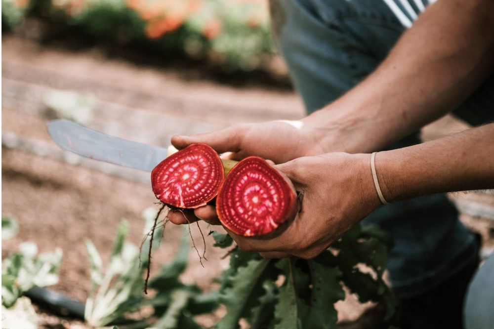 El estudio de la U. de Chile, de carácter regional, contó con el apoyo de la Organización de las Naciones Unidas para la Alimentación y la Agricultura (FAO).