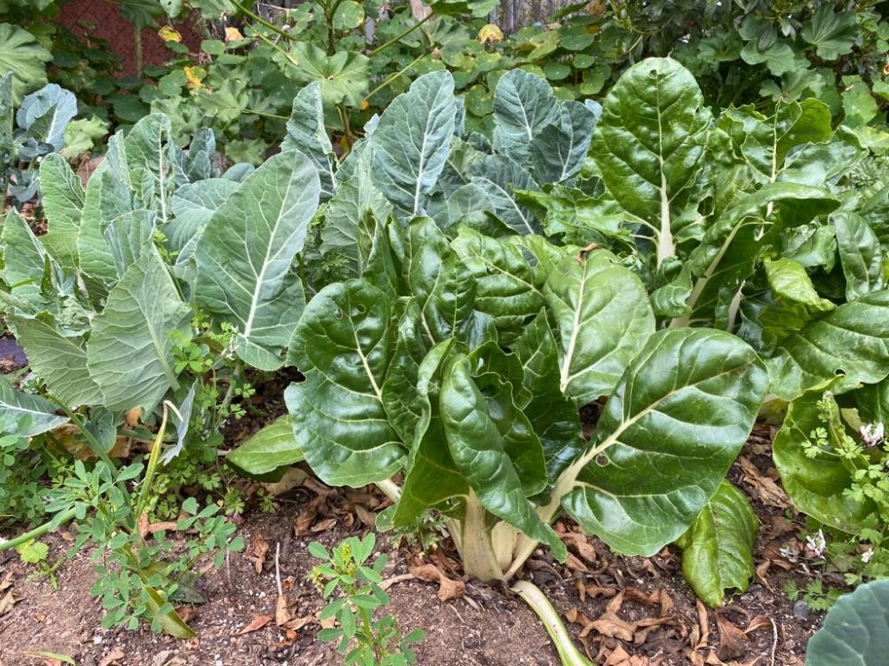 La instancia generó una serie de propuestas para avanzar en la transformación del sistema alimentario hacia uno saludable y sostenible para la Cumbre de Sistemas Alimentarios de Naciones Unidas.