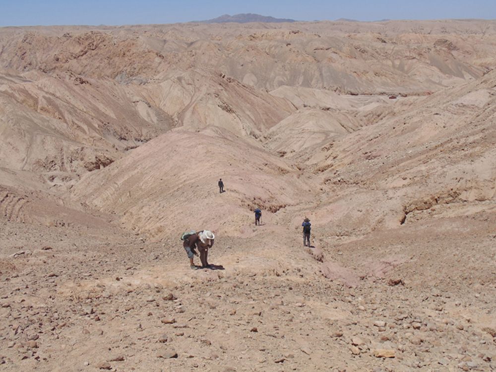 El descubrimiento, realizado en pleno Desierto de Atacama, se suma a otros fósiles de la fauna marina que habitó el lugar hace unos 160 millones de años, como pliosaurios y plesiosaurios.