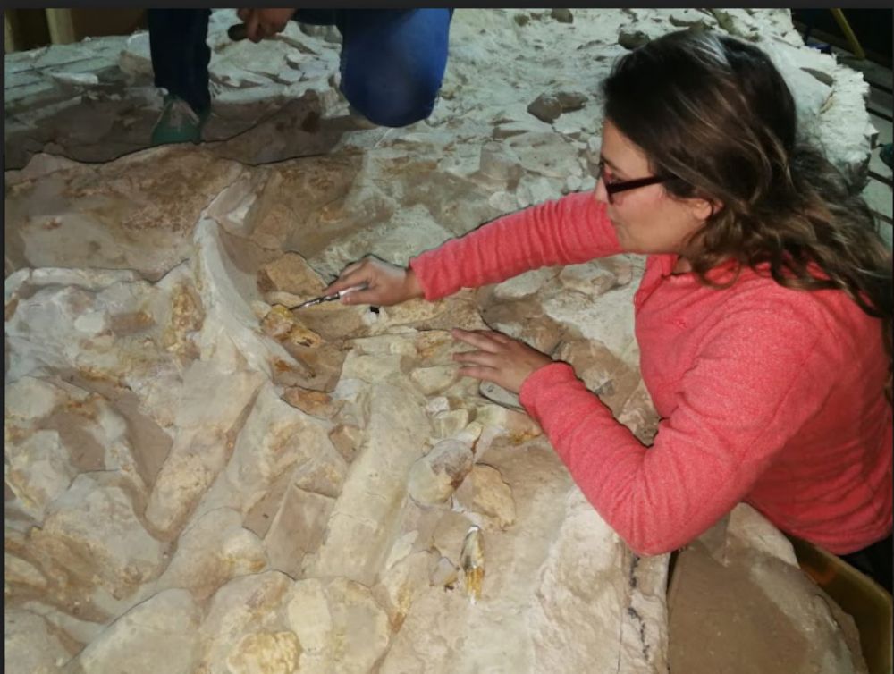 La paleontóloga U. de Chile agrega que la investigación sobre la desaparición de este tipo de delfines continúa en la formación Bahía Inglesa, en la Región de Atacama.