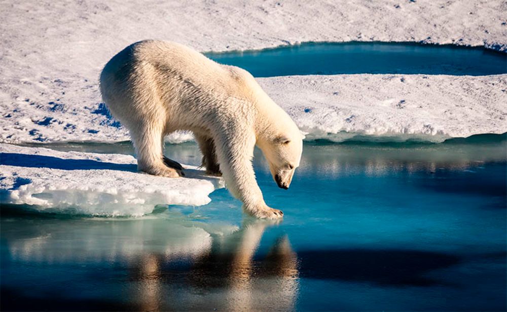 El Pleno del órgano constituyente aprobó que toda la redacción de la nueva Carta Fundamental debe tener presente un contexto de Emergencia Climática y Ecológica.