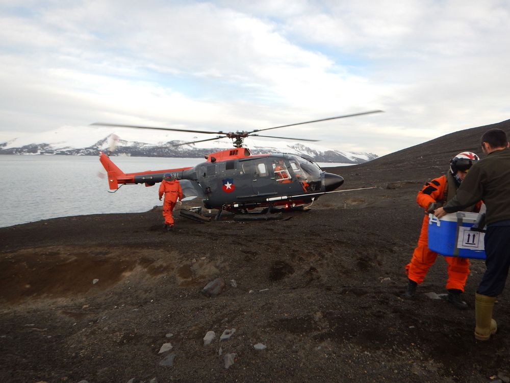 Los investigadores no han vuelto a encontrar ejemplares del misterioso cangrejo. Elie Poulin indica que puede haber llegado en algún momento, pero no logró establecerse debido a las temperaturas.