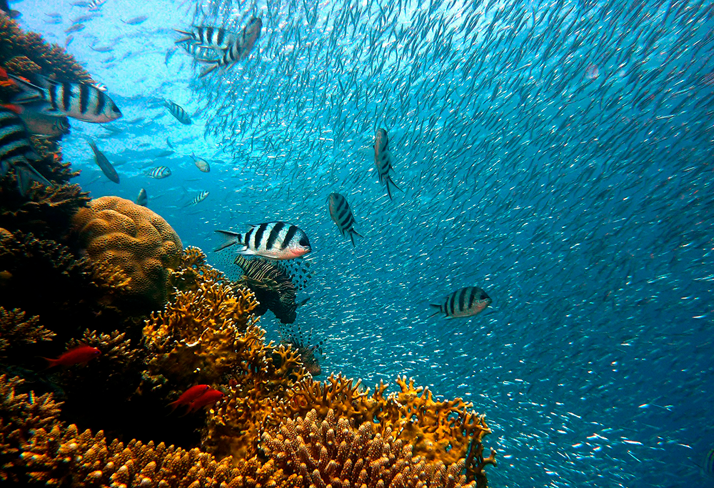 La UCH obtuvo la renovación del Núcleo Milenio para Mejorar la Salud Mental de Adolescentes y Jóvenes (Imhay) y la creación del Núcleo Océano, Patrimonio y Cultura.