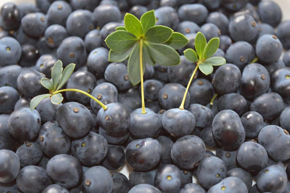 Hacia el 2022 esperan contar con un producto tangible, atractivo para el consumo y que contenga la dosis que se proyecta para futuros ensayos clínicos en humanos.