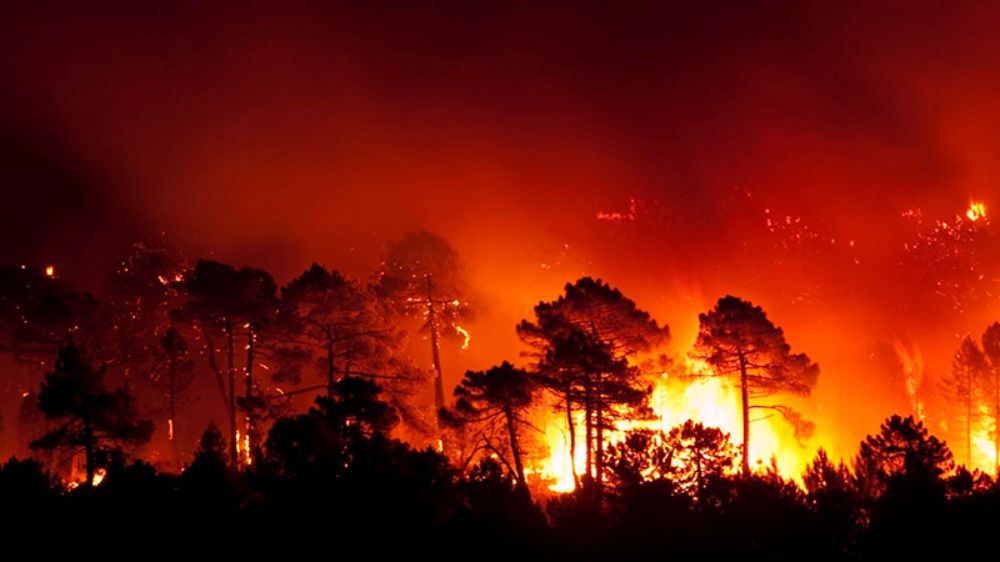 A través de algoritmos, machine learning e inteligencia artificial, la herramienta está siendo implementada en bosques de Chile y Cataluña, donde ya ha sido integrada a modelos de toma de decisiones.