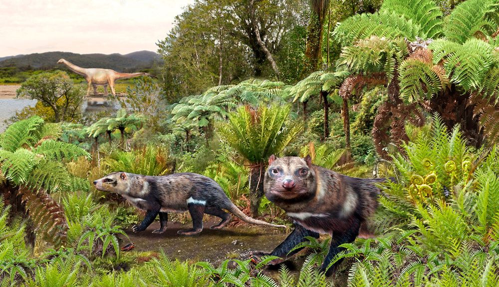 La nueva especie chilena Orretherium tzen es de especial relevancia para discutir el origen evolutivo de una importante familia de mamíferos, los mesungulátidos.