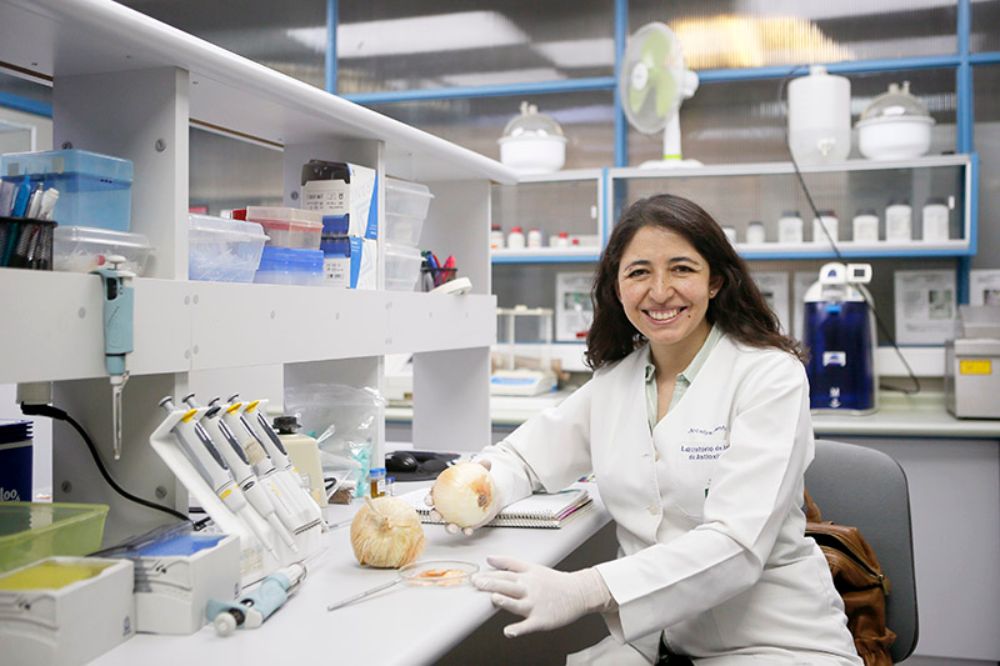 La profesora Fuentes dice que están indagando, "en el desarrollo de un preparado nutracéutico que contenga el extracto de piel de cebolla estandarizado en cuanto a BZF".