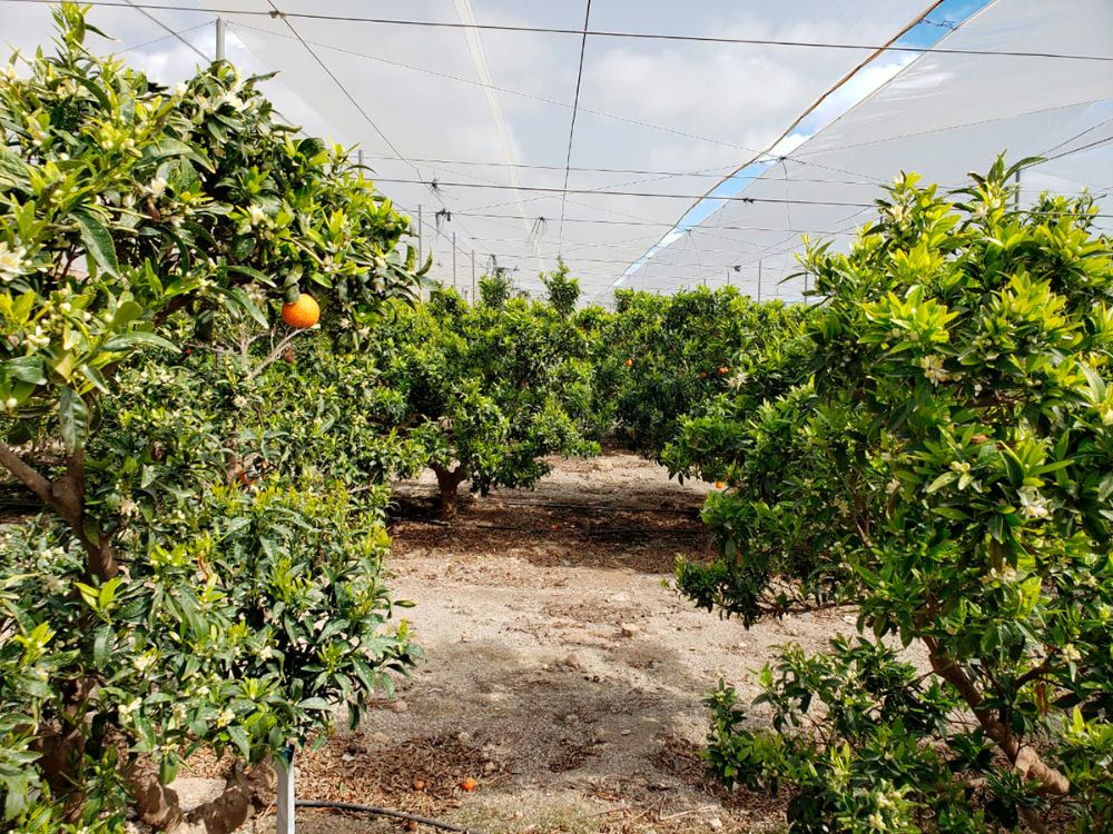 "Aquí la idea es instalar la desalación para la agricultura, siempre pensando en la desalación como un complemento del sistema", afirma el investigador de CAPTA.