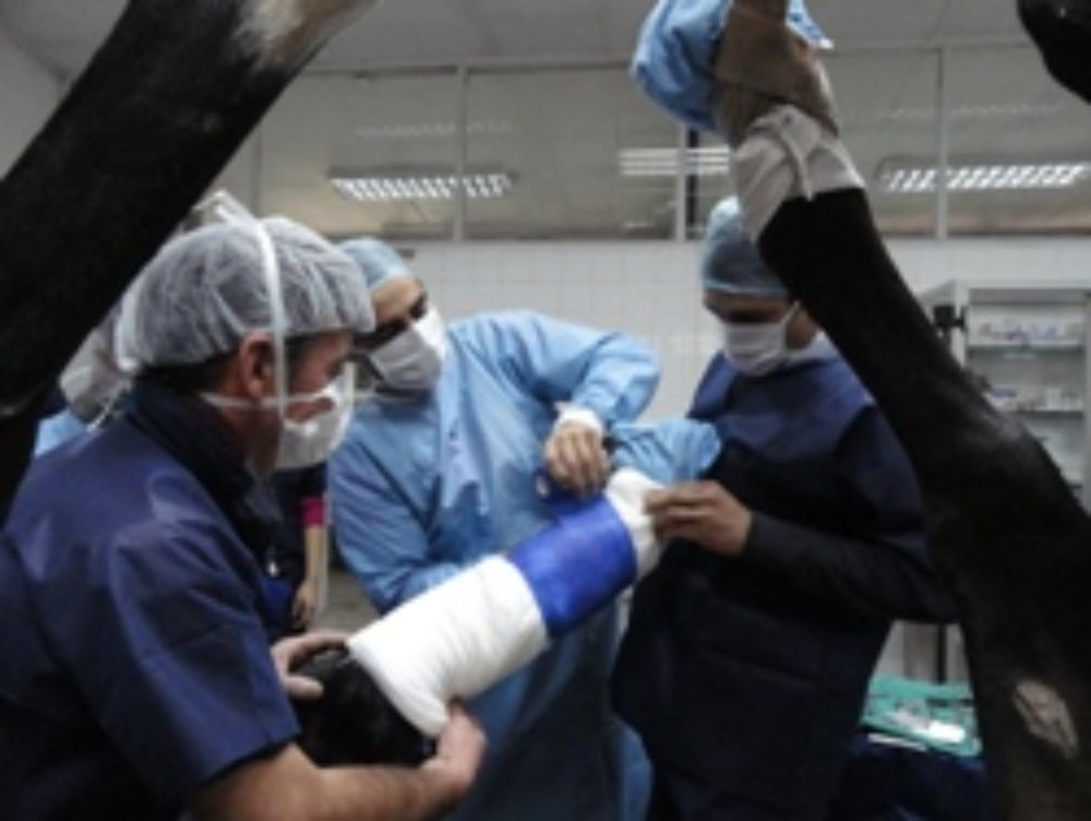 La operación terminada, el caballo es vendado cuidadosamente.