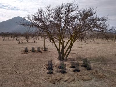 El proyecto de investigación contempló a cuarenta espinos que cumplen la función de nodrizas, para más de 600  ejemplares  de quillay, peumo, litre y maitén.