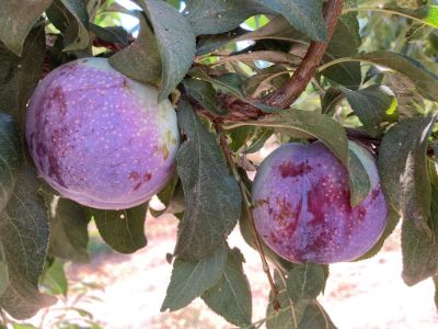 La primera variedad de ciruela asiática del programa de mejoramiento de la Facultad de Ciencias Agronómicas de la Universidad de Chile