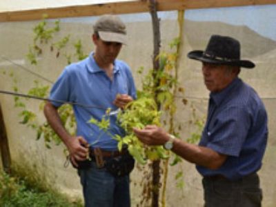 El Ingeniero Agrónomo de la Universidad de Chile Ricardo Pertuzé con el Sr. Washington Flores socio de COOPEFRUT, revisando plantas de Caigua.