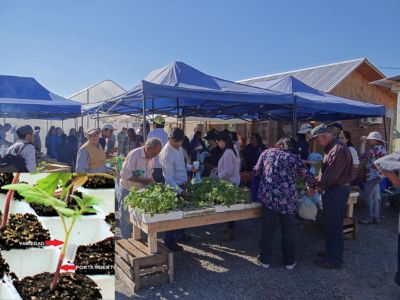 Día de Campo en Parcela Doña Nancy (VI región) por proyecto FIA Variedades Tradicionales en la Era de los Injertos.