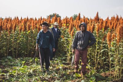 De cultivo fácil y económico, podría ser sembrado a lo largo de todo el país, potenciando a los pequeños agricultores y agregando una nueva alternativa a nuestras comidas.